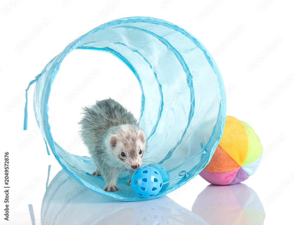 Fototapeta premium gray ferret in studio