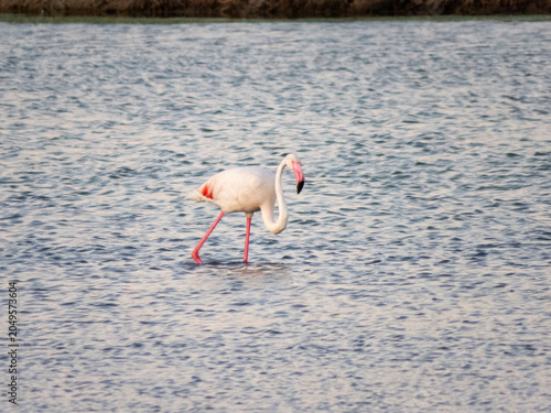 Bild auf Leinwand Flamingos Flamingoes Flamingo (Phoenicopteridae)