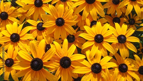 Close-up view captures vibrant yellow petals encircling dark central disks, creating a dense floral tapestry, showcasing natural beauty