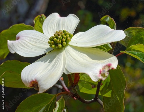 Close-up view of a blooming, white flower with four prominent petals, surrounded by green foliage. The petals have delicate pink tips