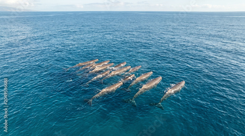 Foto Aerial view of sperm whales swimming peacefully in the ocean.