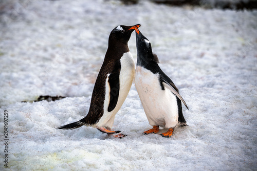 Bild auf Leinwand Two gentoo penguins touch beaks on the Antarctic ice.