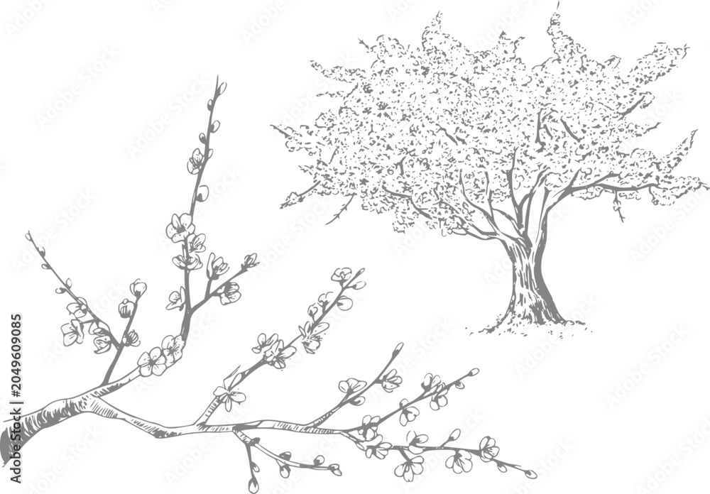 Obraz premium Delicate cherry blossom tree and branches
