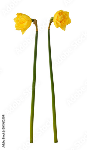 Two yellow terry narcissus ...