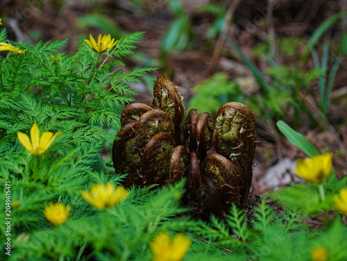 Canvastavla bracken