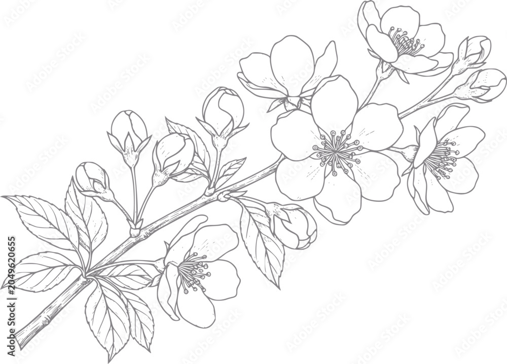 Fototapeta premium Delicate line of a blooming cherry blossom branch with buds and leaves