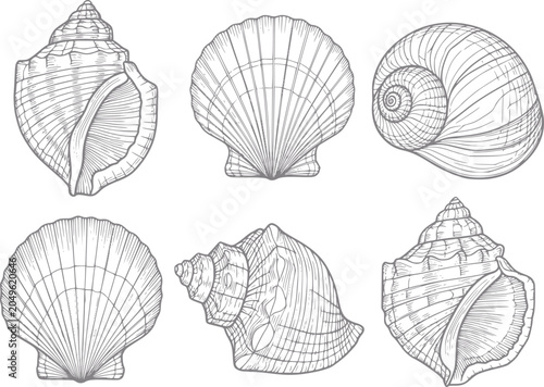Photos Collection of six detailed line of various seashells