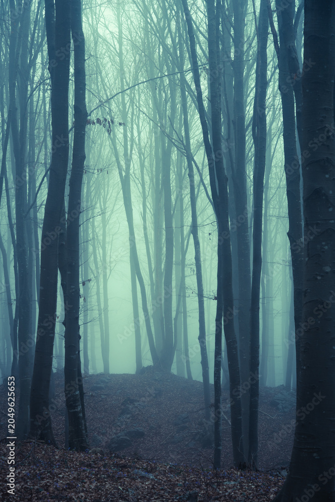 Obraz premium Moody and creepy ambience inside a forest during a foggy day in the mountains