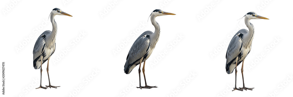 Fototapeta premium Grey Heron Bird PNG Set, Standing Waterbird Clipart Elements, Great Blue Heron Wildlife Illustrations, Realistic Wetland Bird Graphics for Nature Designs, Educational Material, Sublimation Projects an