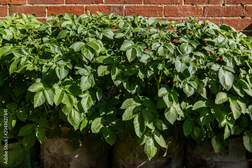 A close up of potato plants being grown in pots in a garden, in the spring sunshine