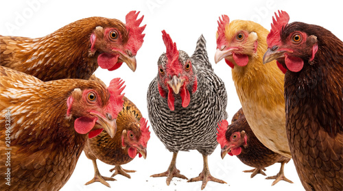 Tableau sur toile Commercial Poultry Group with Rooster and Hens on White Background