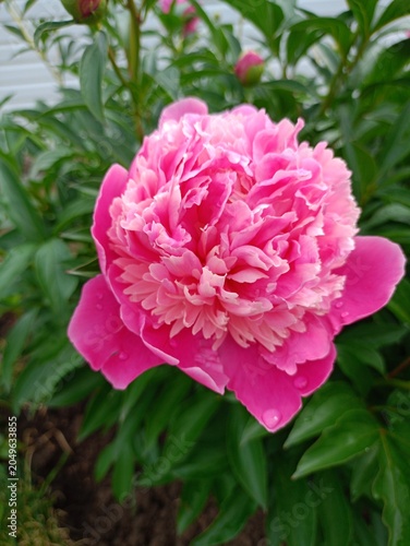 pink peony flower