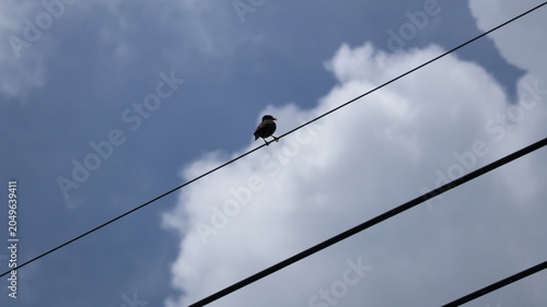 Foto The image features a single bird perched on an electrical wire set against a backdrop of a partly cloudy sky