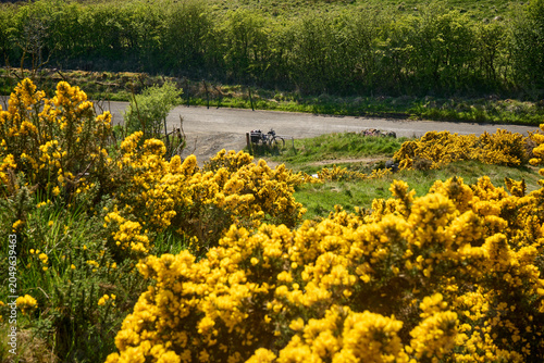 Obraz na płótnie Golden gorse blooms along a Scottish country lane