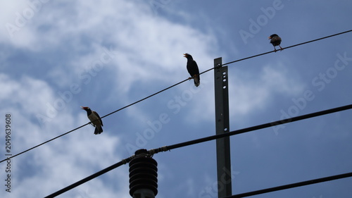 The image shows three birds perched on power lines against a backdrop of a partly cloudy sky