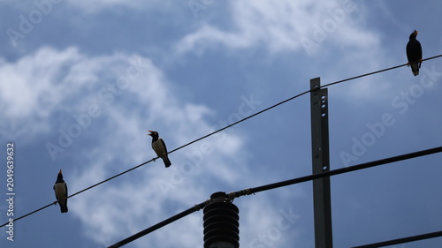 The image features four birds perched along a thin wire set against a partly cloudy sky. The birds are evenly spaced, with some facing different directions, creating a sense of balance and movement