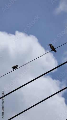 Obraz na płótnie The image features two birds perched on parallel wires against a partly cloudy sky