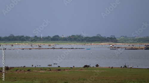 The image depicts a large body of water with a grassy shoreline in the foreground, where numerous birds are resting or wading
