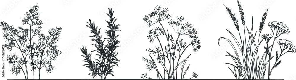 Fototapeta premium Hand drawn culinary herb and grass set