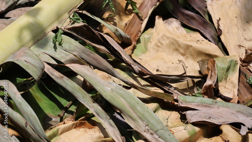 The image shows a close up of dried, fallen leaves and plant debris on the ground. The leaves are curled, torn, and have various shades of brown, tan, and green, indicating they are decaying