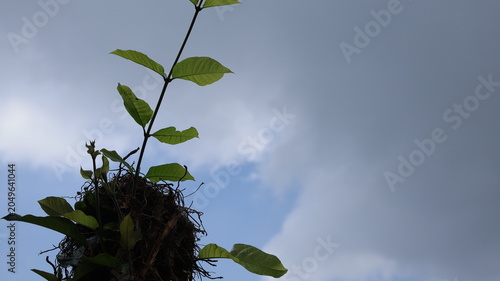 The image features a close up view of a young plant growing atop a small mound or soil clump, with its green leaves reaching upward