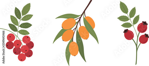 Quadro su tela Autumn Wild Berries Vector Illustration Set Featuring Rowanberry, Sea Buckthorn,