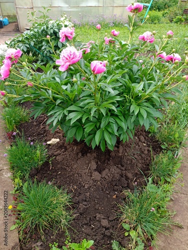 flowers in a garden