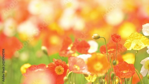 カラフルなポピーの花
