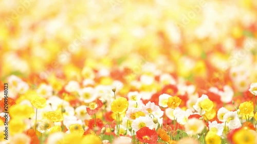 カラフルなポピーの花