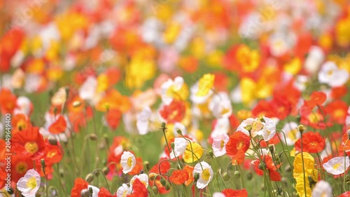 カラフルなポピーの花