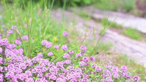 道端に咲くピンクの小さな花