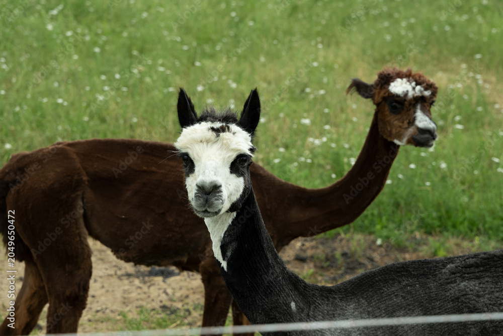 Fototapeta premium alpaka tier natur lama familie