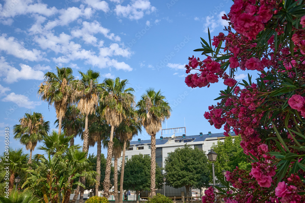 Fototapeta premium Palm trees bloom in Valencia's spring.