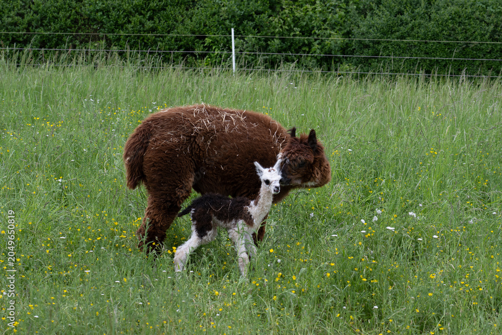 Fototapeta premium alpaka tier natur lama familie