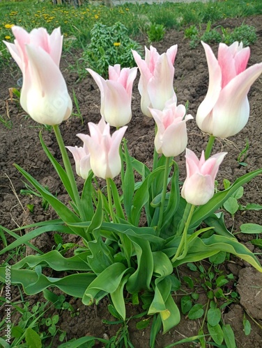 pink tulip flower