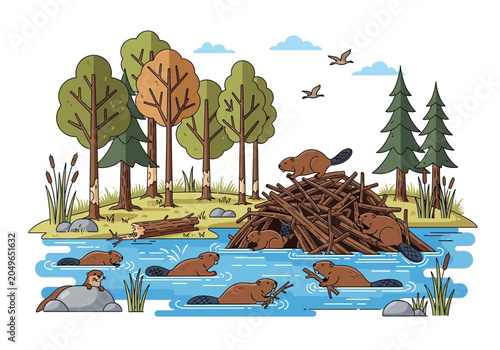 Tableau sur toile Beavers in water with lodge structure.