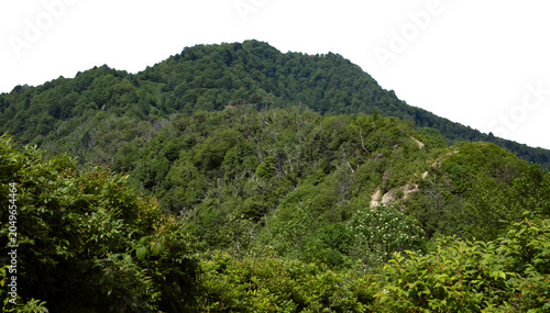 Fotografía Forest-covered mountain ridge isolated on transparent background