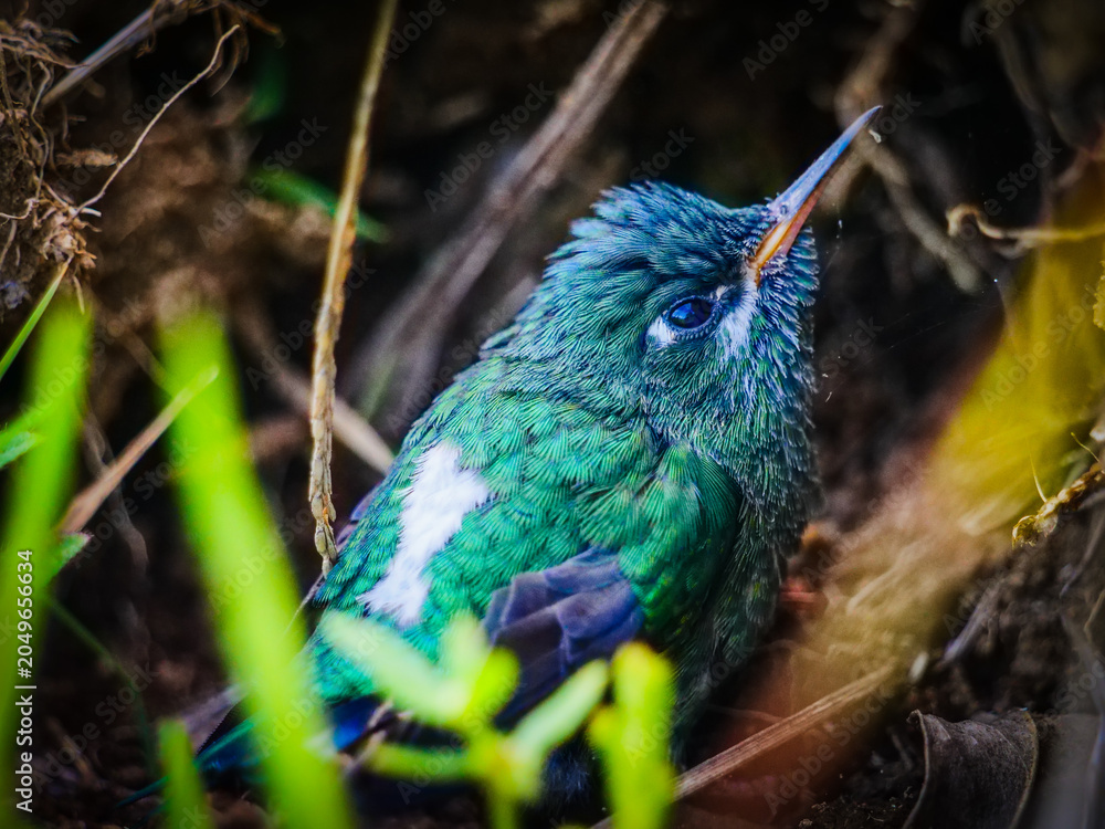 Fototapeta premium Small green and blue hummingbird fledgling resting on the ground in the wild forests of Colombia