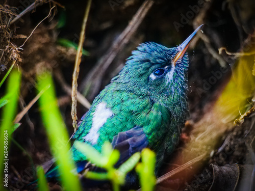 Foto Small green and blue hummingbird fledgling resting on the ground in the wild for