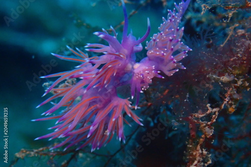 Bilde på lerret Nudibranch matting