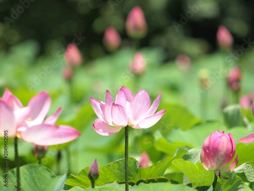 ピンク色の古代蓮の花が咲いています