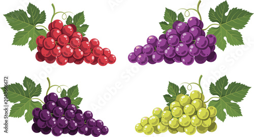 Four different varieties of fresh grapes red purple dark violet and green bunches flat vector illustration collection isolated on transparent background.