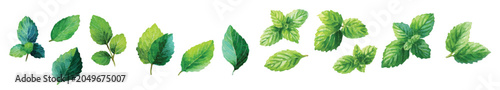 Foto Vector illustration set, My Watercolor illustration, set of mint leaves