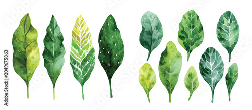 Tableau sur toile Vector illustration set, My Watercolor illustration, set of sorrel leaves