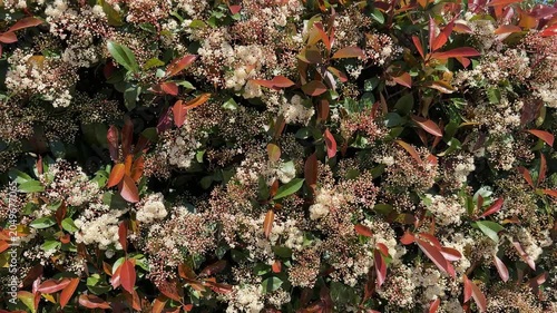 Dense foliage of a flowering shrub with green and red leaves, ideal for background use