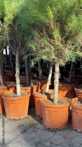 Potted pine trees displayed outside for landscaping, suitable for nature-themed background