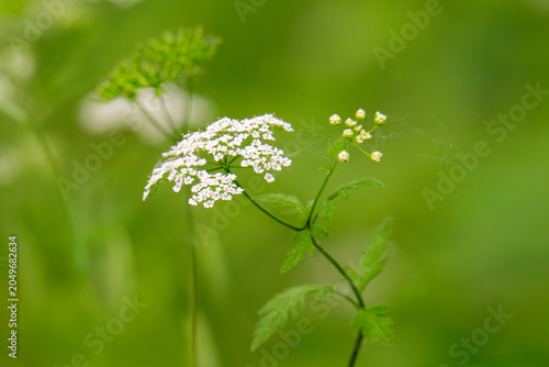 Картината върху платно Anise flower field