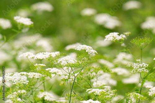 Foto Anise flower field