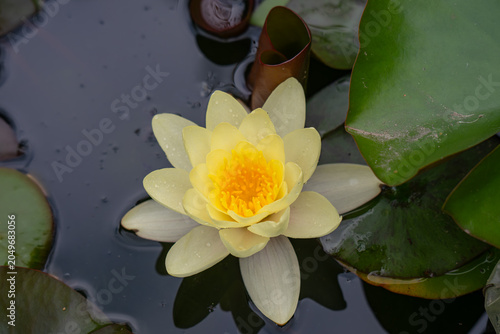 Fotografía Closeup view of fresh yellow water lily mangkala  flower