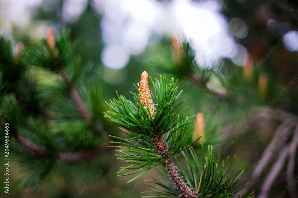 Fototapeta premium Young pine shoot with fresh spring growth and soft forest bokeh